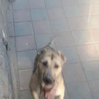 سگ نژاد دار|سگ|زنجان, |دیوار