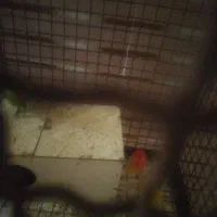 کوتوله|پرنده|جوین, |دیوار