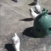 کبوتر فروشی|پرنده|رزن, |دیوار