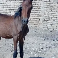 کره اسب عرب سرحال معروف