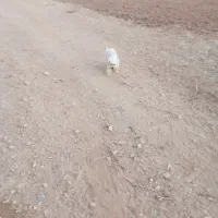 واگذاری سگ|سگ|شهرکرد, |دیوار
