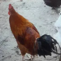 خروس محلی اصل