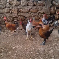 جوجه محلی|حیوانات مزرعه|لیکک, |دیوار