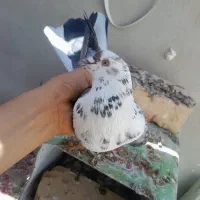کفتر|پرنده|گلپایگان, |دیوار