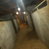 پانسیون اسب