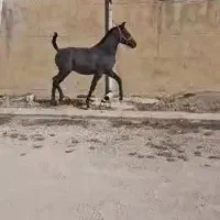 کره نریان کورد