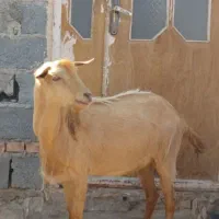 باسلام.گوسفندچاق،نروماده|حیوانات مزرعه|قائن, |دیوار