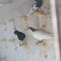 عشق بازای عزیزم رنگه بازها|پرنده|مشهد, کشف|دیوار