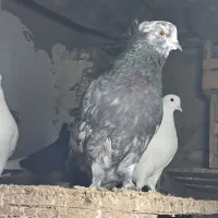 کبوتر|پرنده|گرگان, |دیوار