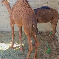 دو عدد هاشی نر چاق