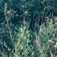 اجاره-باغ-برای-ک-شت-و-پرورش