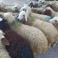 بره ماده درجه یک|حیوانات مزرعه|ماهیدشت, |دیوار