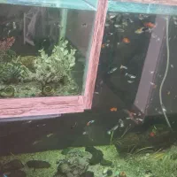 اکواریوم بزرگ و تمام وسایل ها|ماهی|زنجان, |دیوار