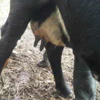 گاو شیری حامله با گوساله|حیوانات مزرعه|شاندرمن, |دیوار