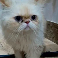 گربه پرشین سوپر ماده