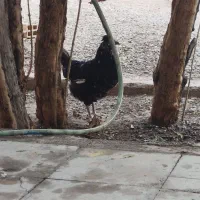 مرغ گلین