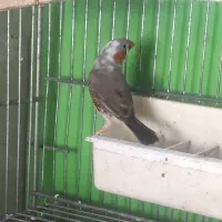 فنج مولد|پرنده|مرودشت, ابوذر شمالی‎|دیوار