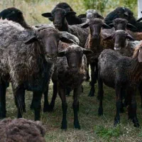 گوسفند زنده نر عالی کشتاری برادران مختاری