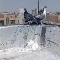 کبوتر