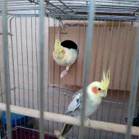 عروس هلندی|پرنده|رباطکریم, رباطکریم|دیوار