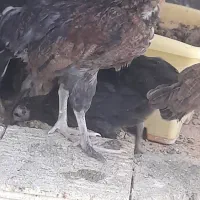 جوجه خروس