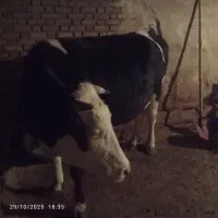 گاو سیمیتال آبستن