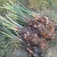 نهال نخل خرما مجول پیارم قصب