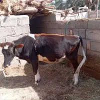 حیوانات مزرعه