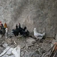 ۱۱عدد مرغ ۷عدد گلین طوسی وپنگوه نی اصیل ۳عدد مرغ