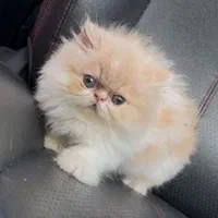 بچه گربه های اسکاتیش بریتیش پرشین iran cats|گربه|قم, آزادگان|دیوار