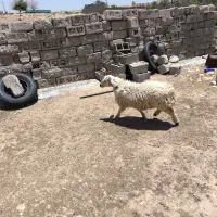 بره ماه|حیوانات مزرعه|جهرم, |دیوار