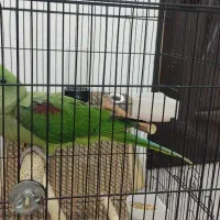 شاه طوطی 3ماهه گرینچیک راهب لوری