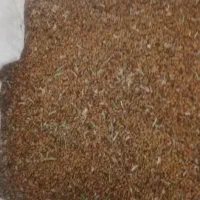 بذر یونجه  تضمینی آبسردو|گل و گیاه طبیعی|کهنوج, |دیوار