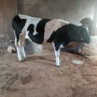 گاو ماده در دینور