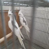 قفس دست ساز و عروس هلندی   فر و شی