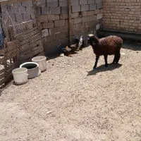 بره سبک
