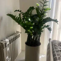 تعویض خاک گلدان و باغچه کاری گیاه پزشک در محل|خدمات باغبانی و درختکاری|تهران, سعادت‌آباد|دیوار