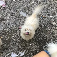 فروش سگ شیتزو۸ماهه نر