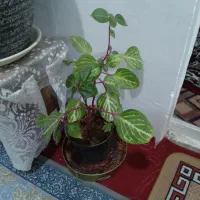 گل فروشی|گل و گیاه طبیعی|پیر سلیمان, |دیوار