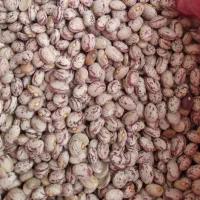 لوبیا چیتی بومی
