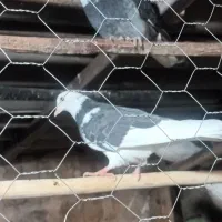 کبوتر تیرماه وپریده