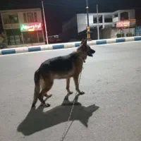 سگ ژرمن ماده شورلاین