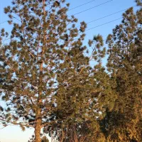 اجاره-زمین-کشاورزی