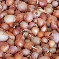 پیاز محلی|خوردنی و آشامیدنی|آبدان, |دیوار