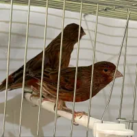 قناری دارچینی و ایزابل اورجینال|پرنده|بجنورد, |دیوار