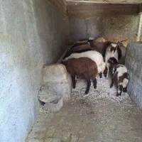 میش|حیوانات مزرعه|گلپایگان, |دیوار
