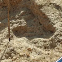 کاه گندم دیم کرستان