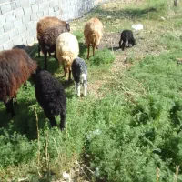 میش و بره