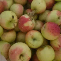 فروش-باغ-میوه