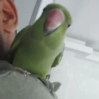 طوطی دستی|پرنده|اصفهان, سروستان|دیوار